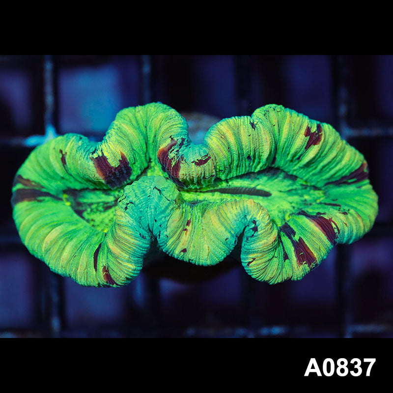 Item#A0837IN0837(S) WYSIWYG Aussie Ultra Unique Trachyphyllia