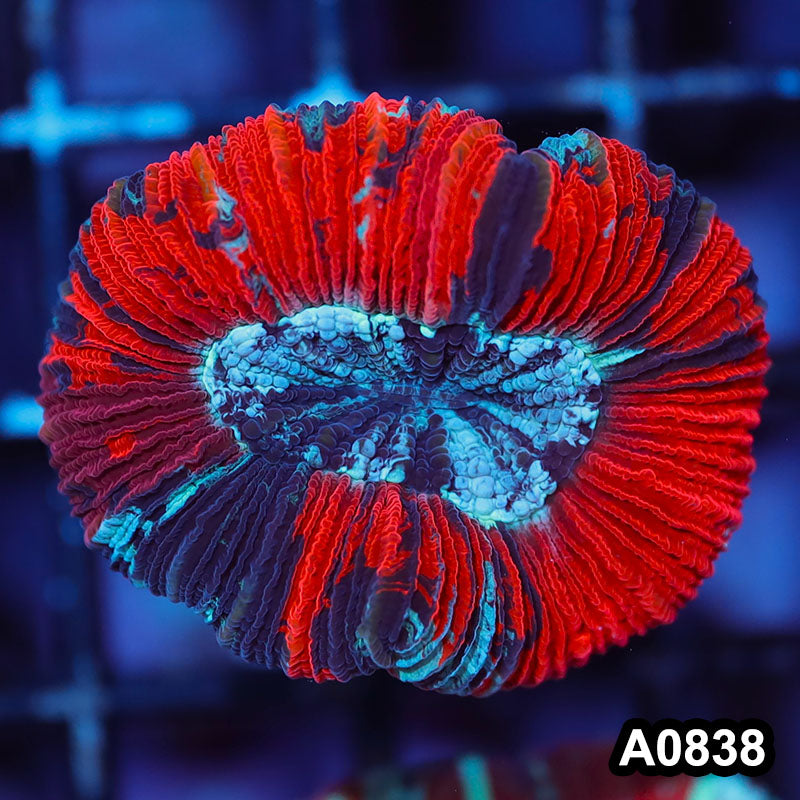 Item#A0838IN0838(S) WYSIWYG Aussie Ultra Unique Trachyphyllia