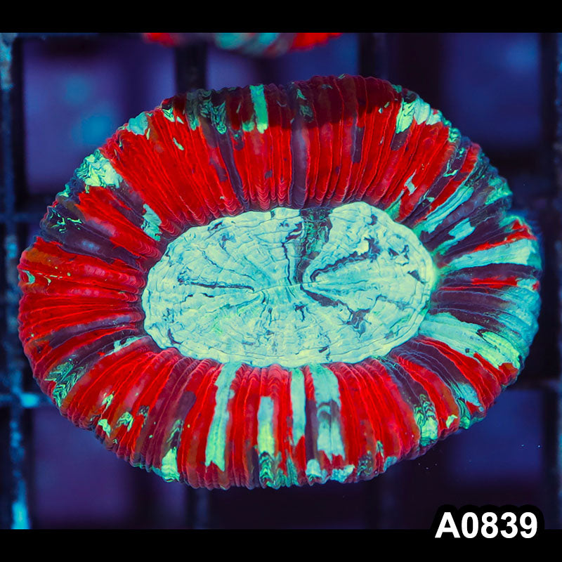 Item#A0839IN0839(S) WYSIWYG Aussie Ultra Unique Trachyphyllia