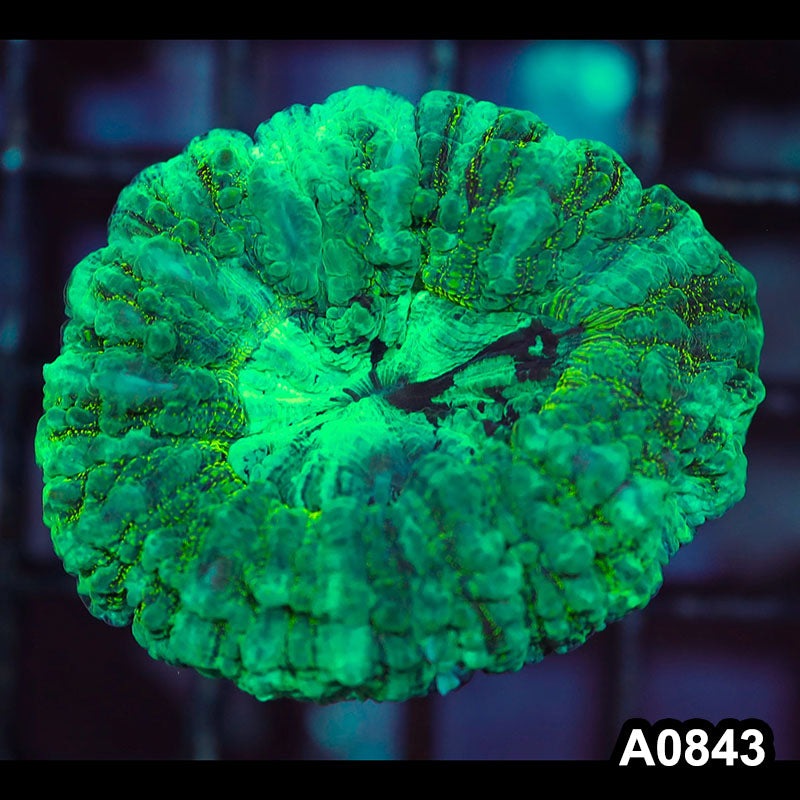 Item#A0843IN0843(S) WYSIWYG Aussie Ultra Acanthophyllia