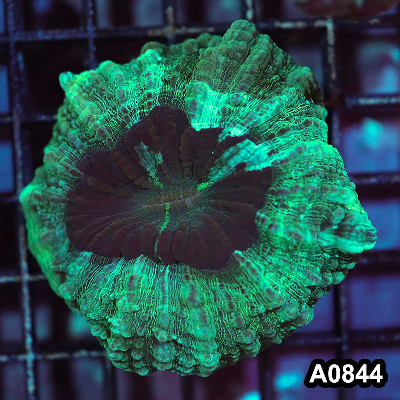 Item#A0844IN0844(S) WYSIWYG Aussie Ultra Acanthophyllia