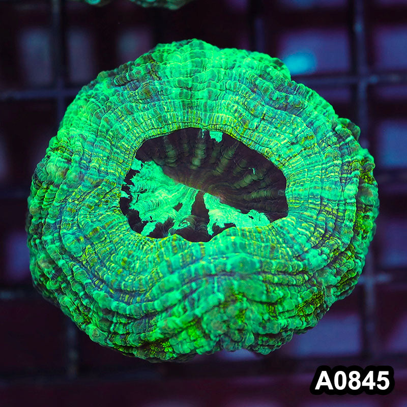 Item#A0845IN0845(S) WYSIWYG Aussie Ultra Acanthophyllia