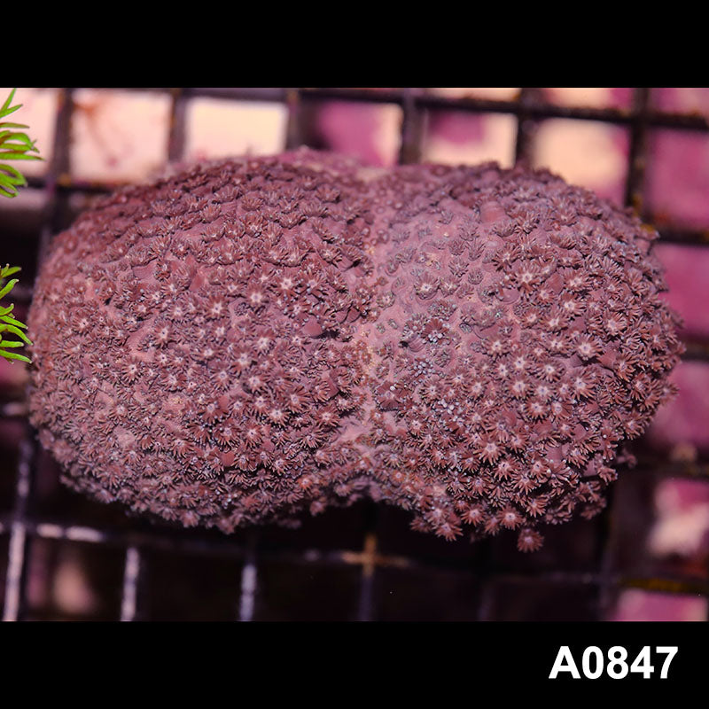 Item#A0847IN0847(M) WYSIWYG Fiji Island Ultra Goniopora Colony