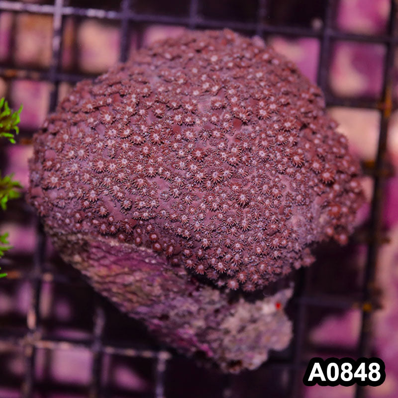 Item#A0848IN0848(M) WYSIWYG Fiji Island Ultra Goniopora Colony