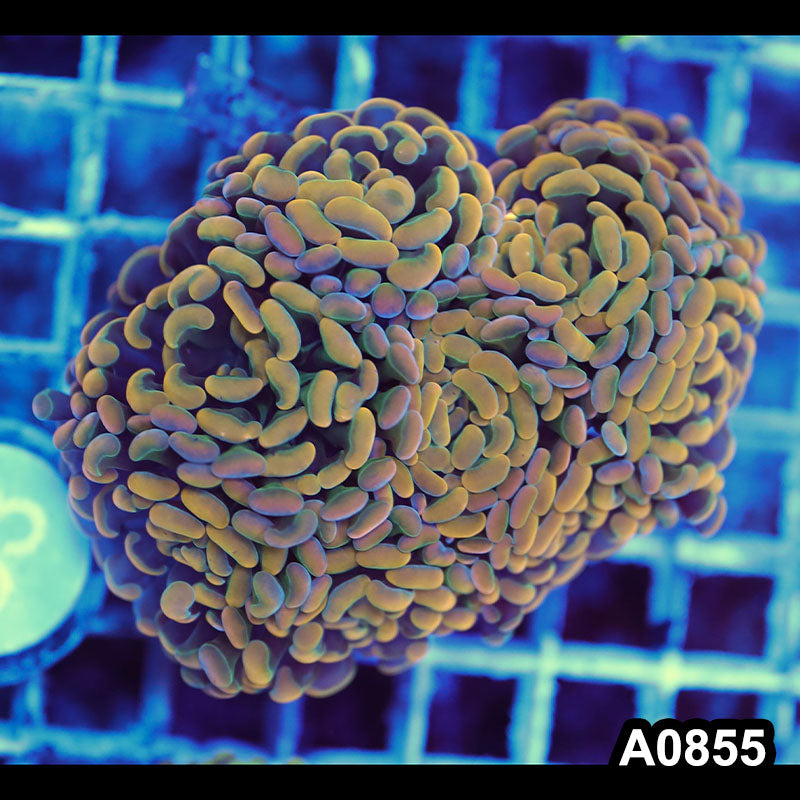 Item#A0855LW0855(M) WYSIWYG Indo Ultra Unique Gold Branching Hammer Colony