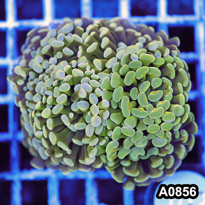 Item#A0856LW0856(M) WYSIWYG Indo Ultra Unique Branching Hammer Colony