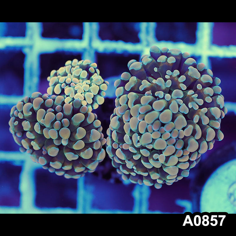 Item#A0857LW0857(S) WYSIWYG Indo Ultra Unique Branching Hammer Mini Colony