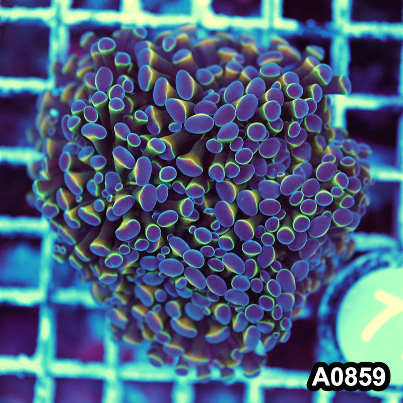 Item#A0859LW0859(S) WYSIWYG Indo Ultra Unique Branching Hammer Colony