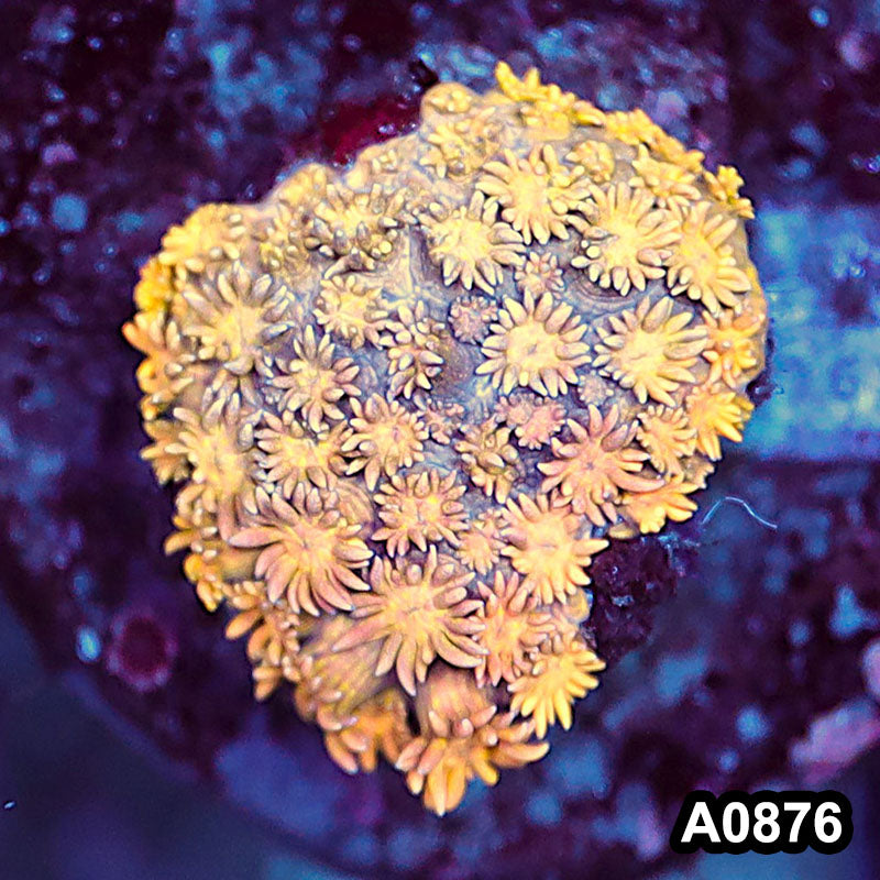 Item#A0876RW0876(S) WYSIWYG Indo Rainbow Goniopora