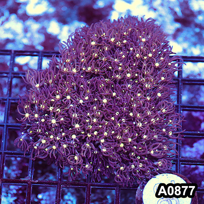 Item#A0877RW0877(M) WYSIWYG Vietnam Ultra Star Polyp Colony