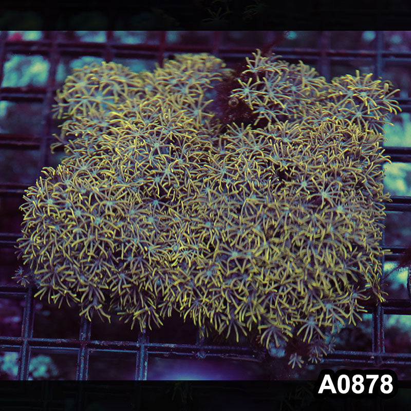 Item#A0878RW0878(M) WYSIWYG Vietnam Ultra Star Polyp Colony