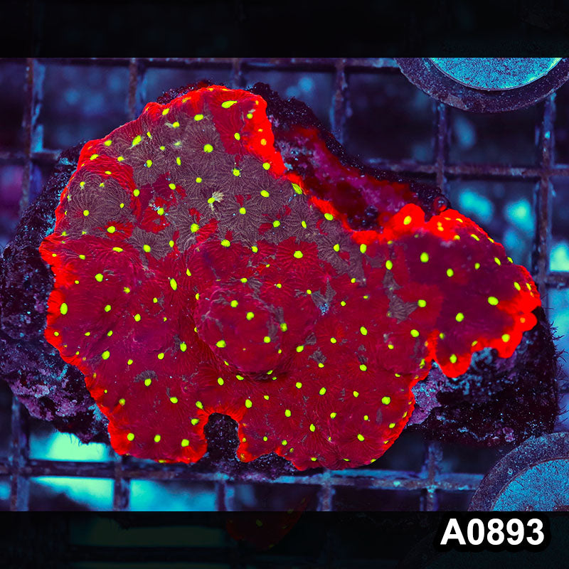 Item#A0893RW0893(S) WYSIWYG Aussie Ultra War Coral Mini Colony