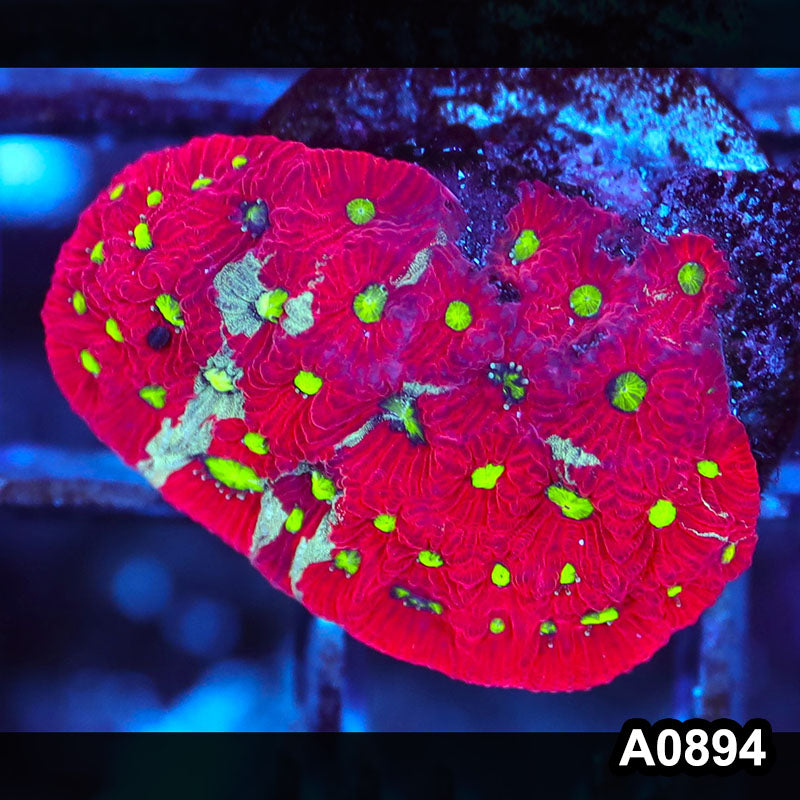 Item#A0894RW0894(S) WYSIWYG Aussie Ultra War Coral Frag