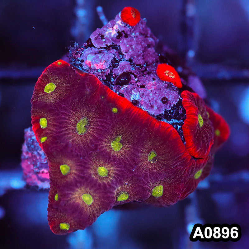Item#A0896RW0896(S) WYSIWYG Aussie Ultra War Coral Frag