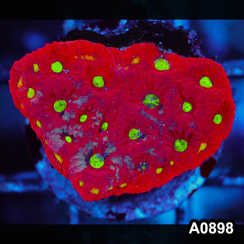 Item#A0898RW0898(S) WYSIWYG Aussie Ultra War Coral Frag
