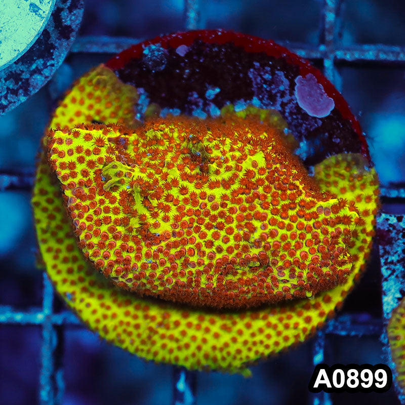 Item#A0899RW0899(S) WYSIWYG Cultured Burning Banana Stylocoeniella Mini Colony