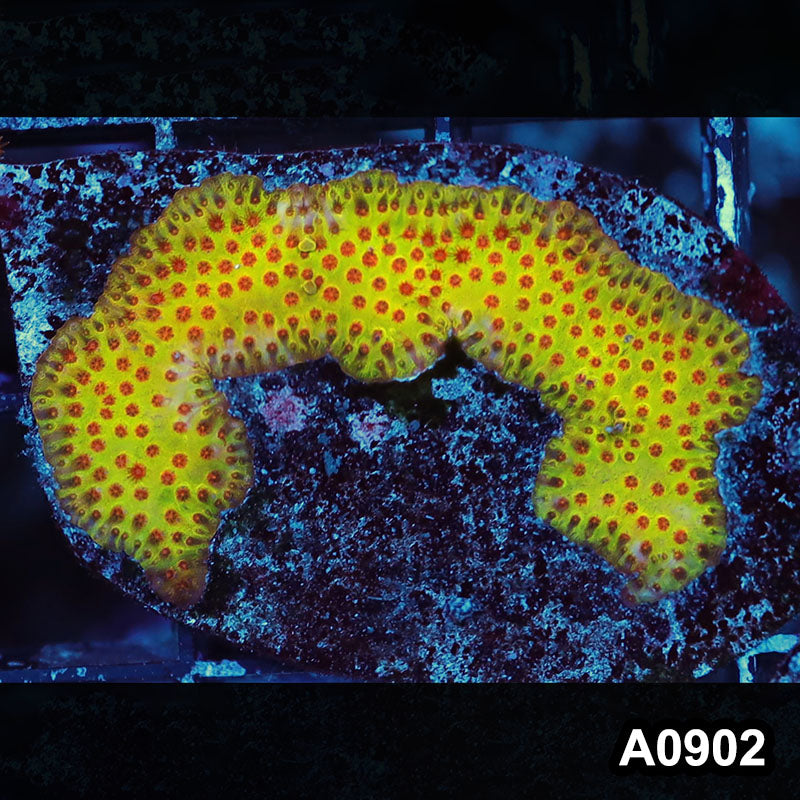 Item#A0902RW0902(S) WYSIWYG Cultured Burning Banana Stylocoeniella Mini Colony