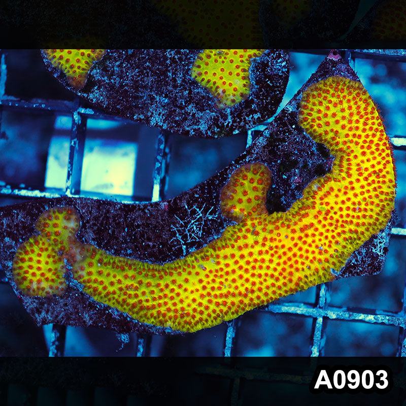 Item#A0903RW0903(S) WYSIWYG Cultured Burning Banana Stylocoeniella Mini Colony