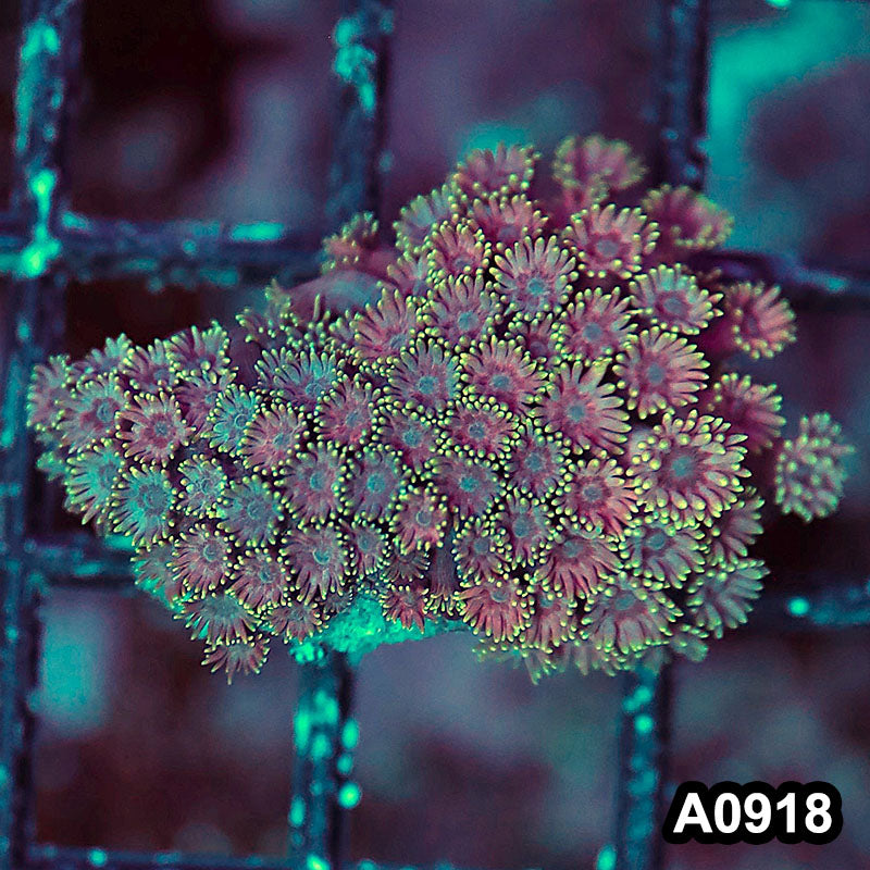 Item#A0918RW0918(S) WYSIWYG Solomon Island Ultra Goniopora Frag