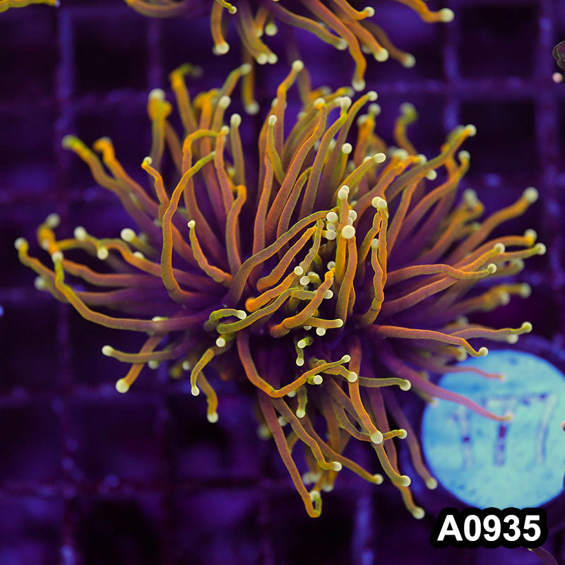 Item#A0935LW0935(M) WYSIWYG Indo Gold Dragon Soul Torch Single Head