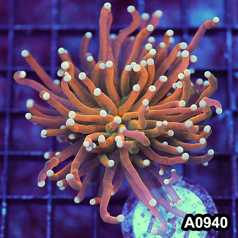 Item#A0940LW0940(M) WYSIWYG Indo Unique Gold Torch Single Head