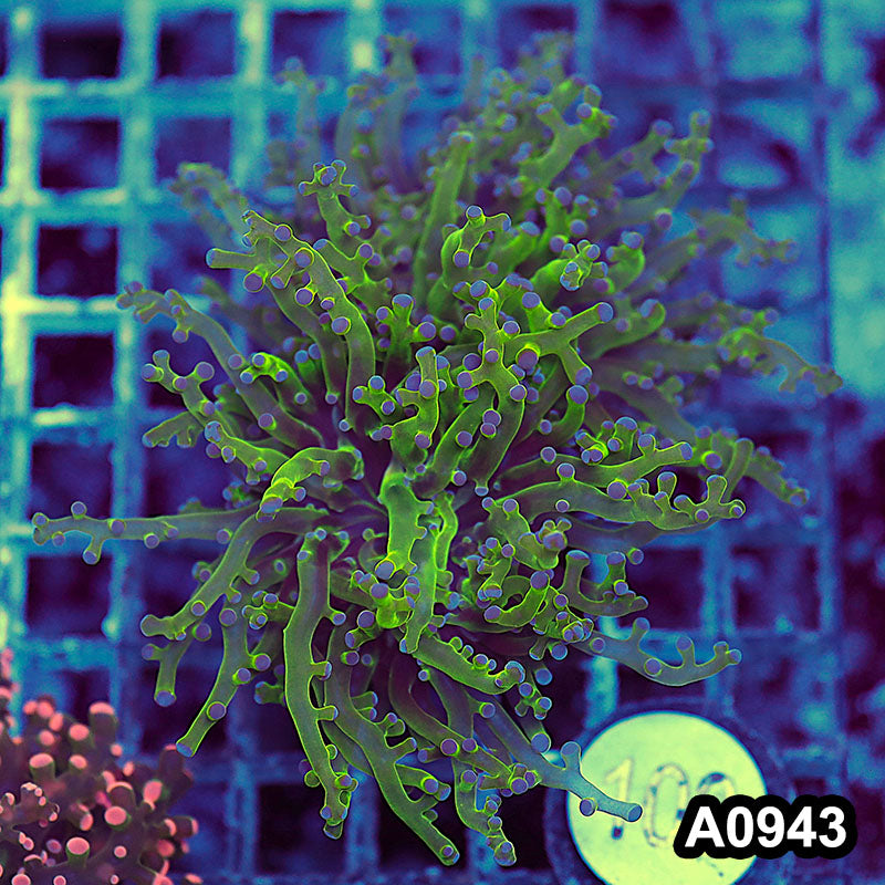 Item#A0943LW0943(M) WYSIWYG Indo Ultra Branching Frogspawn Single Head