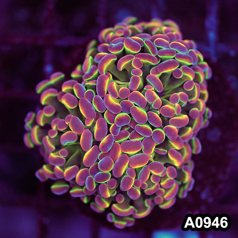 Item#A0946LW0946(M) WYSIWYG Indo Cultured Rare Hologram Jellybean Branching Hammer 3H