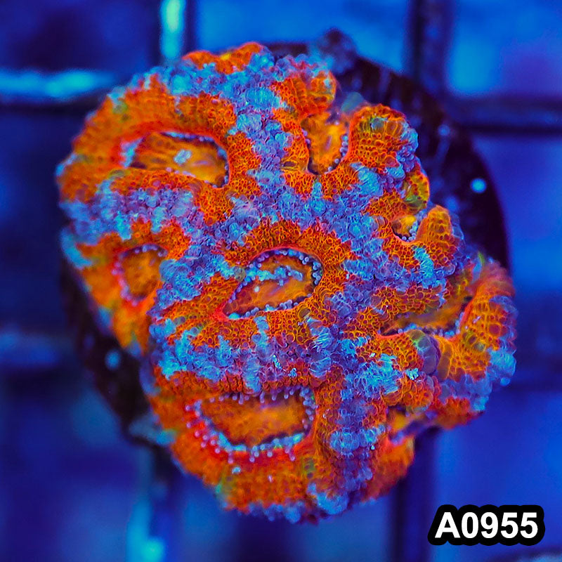 Item#A0955LW0955(S) WYSIWYG Aussie Rainbow Acan Lord Frag