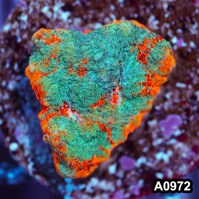 Item#A0972IN0972(S) WYSIWYG Indo Rainbow Chalice Frag