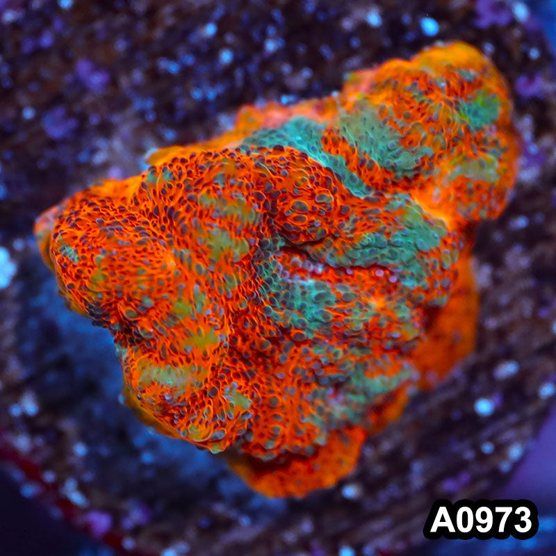 Item#A0973IN0973(S) WYSIWYG Indo Rainbow Chalice Frag