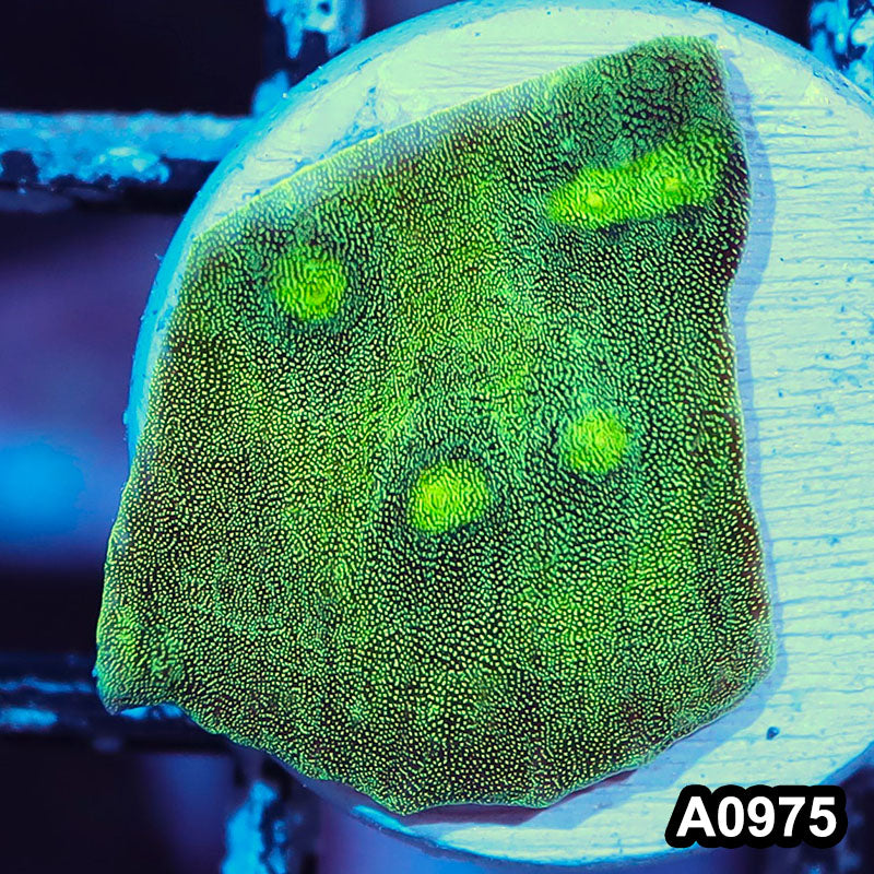 Item#A0975IN0975(S) WYSIWYG Indo Ultra Metalic Mycedium Chalice Frag