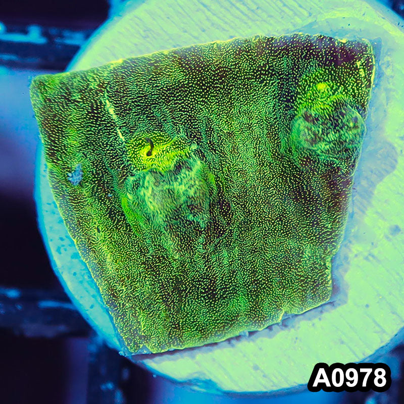 Item#A0978IN0978(S) WYSIWYG Indo Ultra Metalic Mycedium Chalice Frag