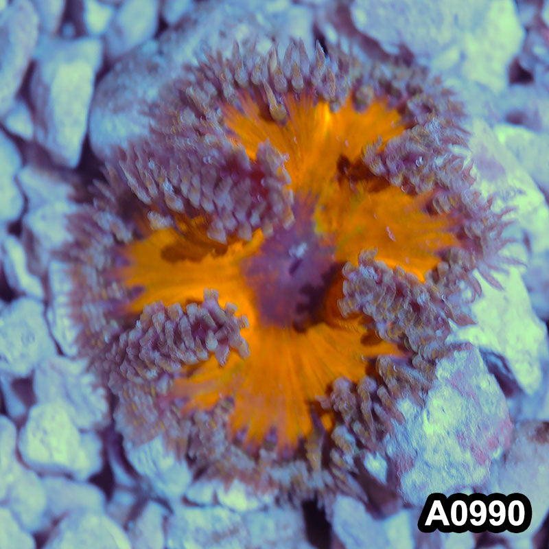 Item#A0990IN0990(S) WYSIWYG Haitian Premium Rock Flower Anemone