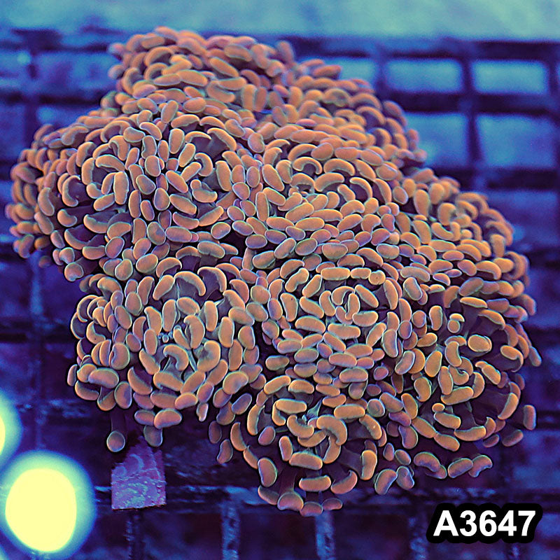 Item#A3647LW3647(L) WYSIWYG Indo Ultra Unique Branching Hammer Colony