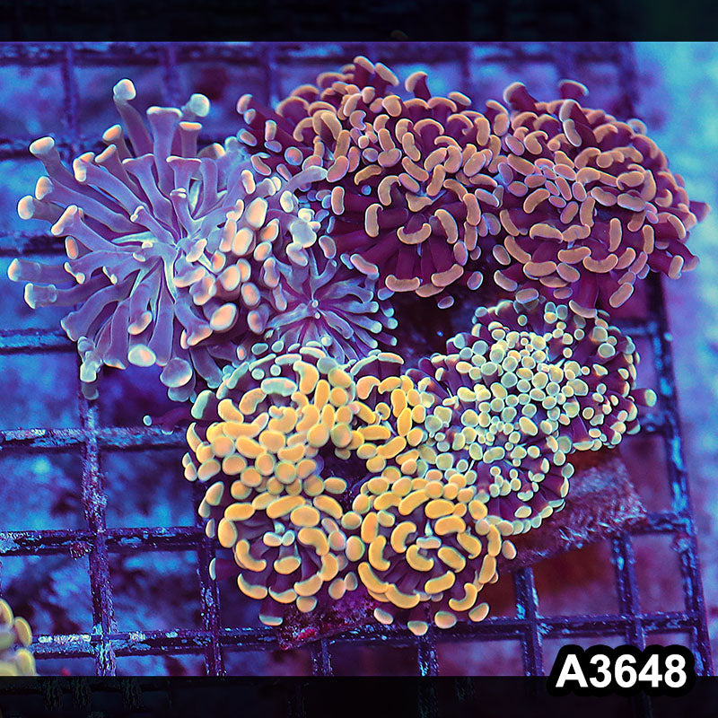 Item#A3648LW3648(L) WYSIWYG Indo Ultra Branching Hammer Combo