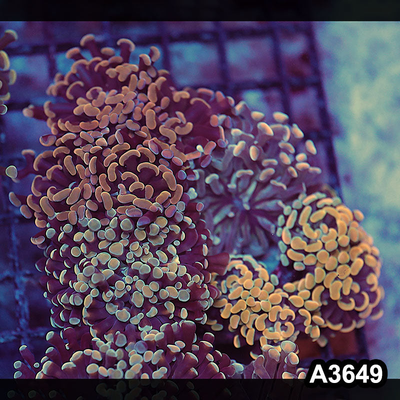 Item#A3649LW3649(L) WYSIWYG Indo Ultra Branching Hammer Combo