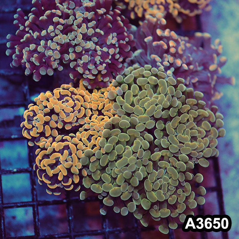 Item#A3650LW3650(L) WYSIWYG Indo Ultra Branching Hammer Combo