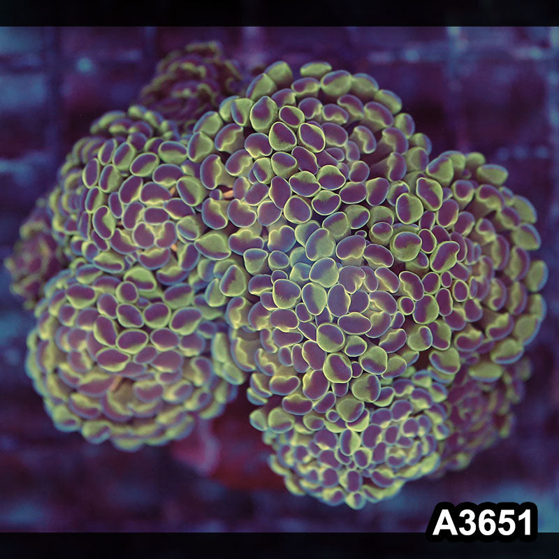 Item#A3651LW3651(M) WYSIWYG Indo Ultra Unique Branching Hammer Colony