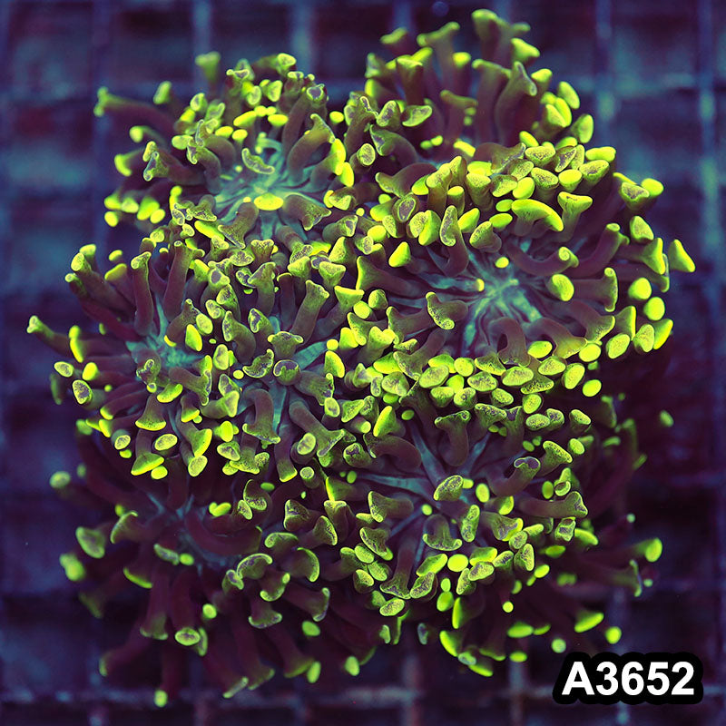 Item#A3652LW3652(L) WYSIWYG Indo Ultra Branching Hammer Colony