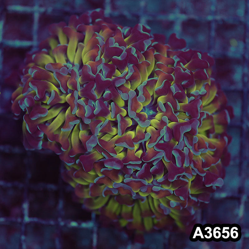 Item#A3656LW3656(M) WYSIWYG Indo Ultra Unique Branching Hammer Colony