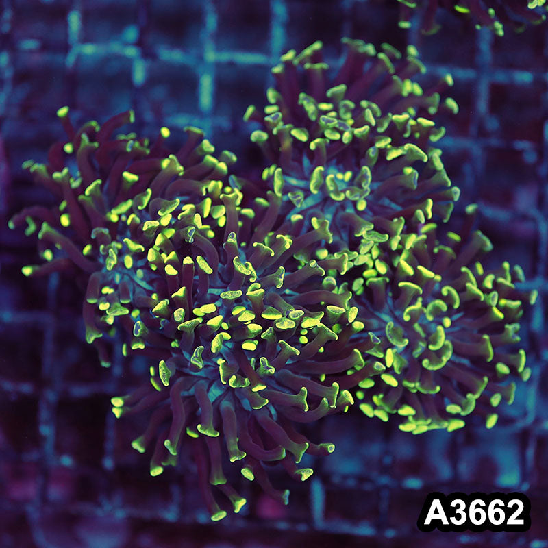 Item#A3662IN3662(L) WYSIWYG Indo Ultra Branching Hammer Colony