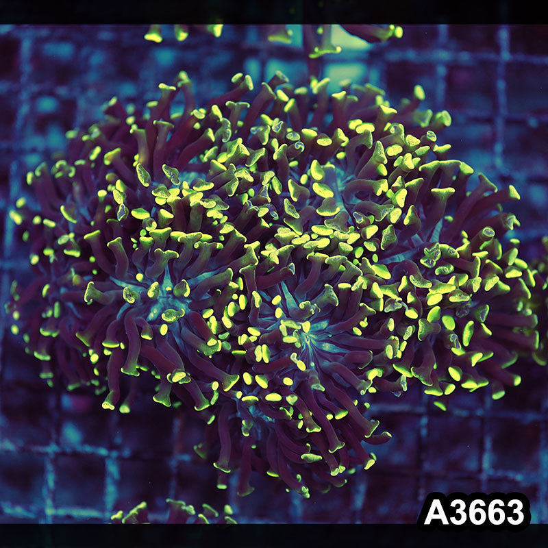 Item#A3663LW3663(L) WYSIWYG Indo Ultra Branching Hammer Colony