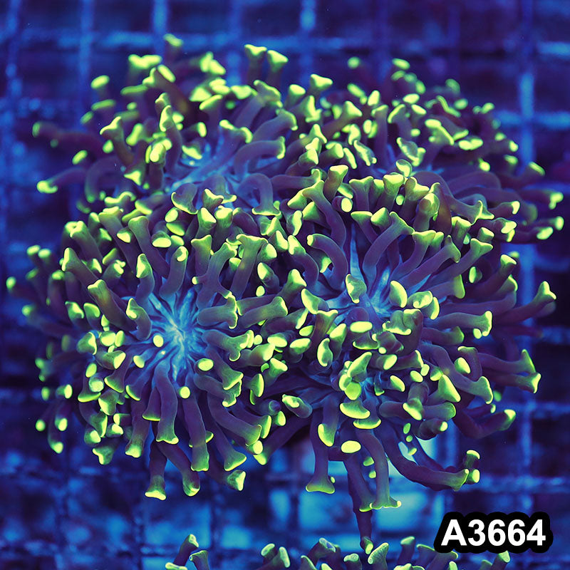 Item#A3664LW3664(L) WYSIWYG Indo Ultra Branching Hammer Colony