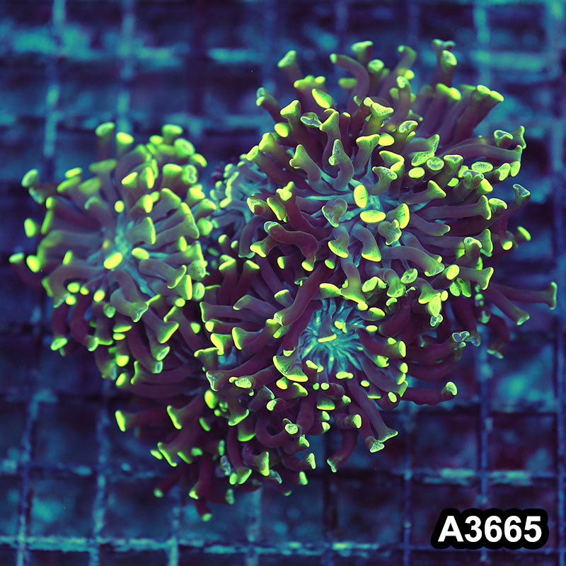 Item#A3665LW3665(M) WYSIWYG Indo Ultra Branching Hammer Colony