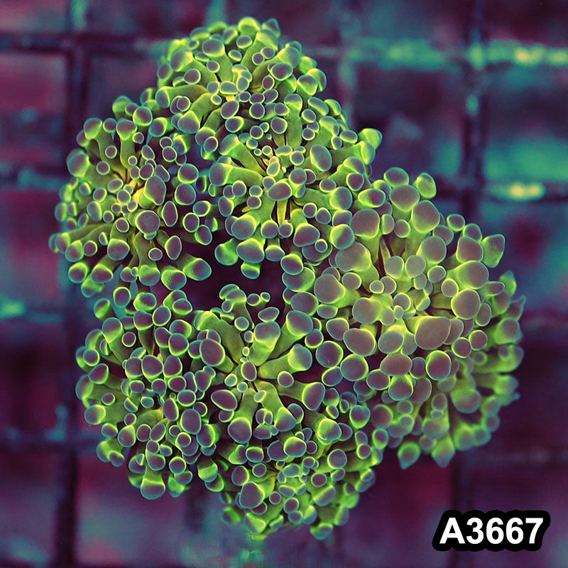 Item#A3667LW3667(S) WYSIWYG Indo Ultra Unique Branching Hammer Colony