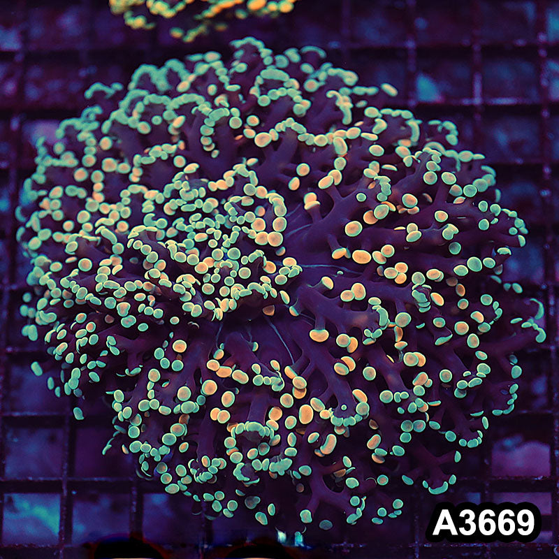 Item#A3669LW3669(M) WYSIWYG Aussie Ultra Kingspawn Colony