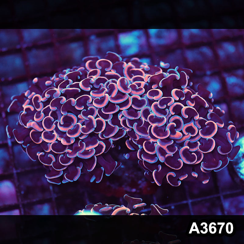 Item#A3670LW3670(M) WYSIWYG Indo Ultra Tip Wall Hammer Colony