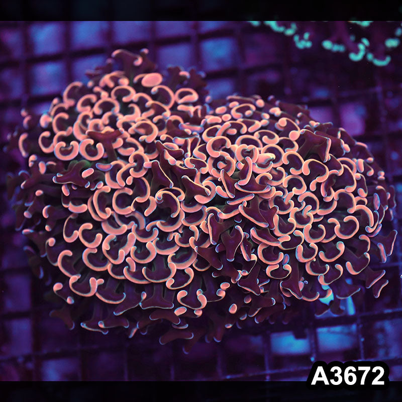 Item#A3672LW3672(L) WYSIWYG Indo Ultra Tip Wall Hammer Colony