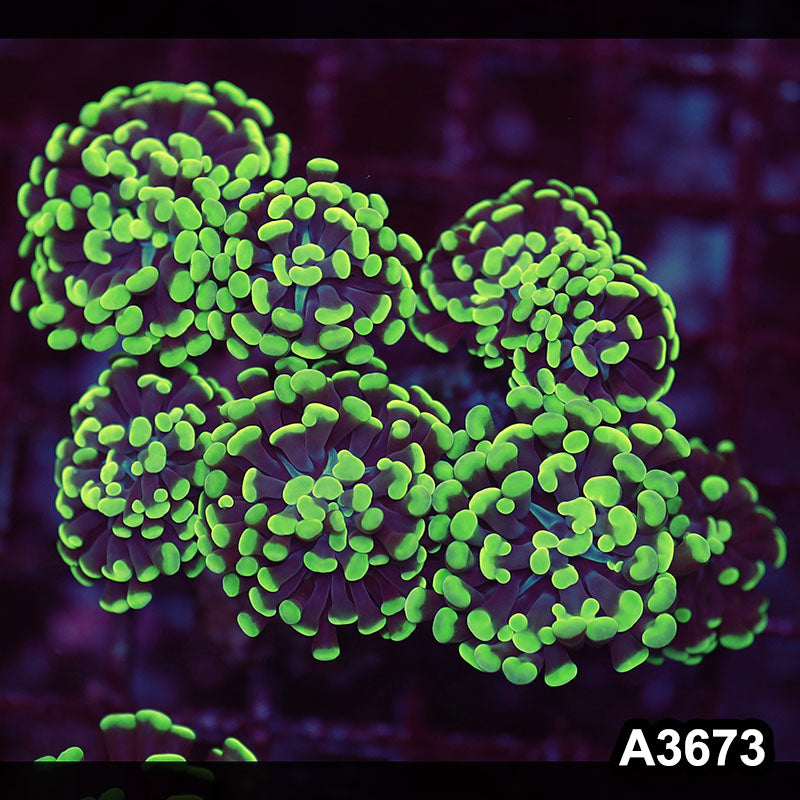 Item#A3673LW3673(L) WYSIWYG Indo Ultra Branching Hammer Colony