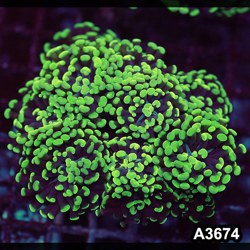 Item#A3674LW3674(L) WYSIWYG Indo Ultra Branching Hammer Colony